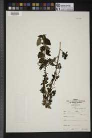 Image result for Acalypha bipartita