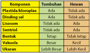 Jelaskan perbedaan sel hewan dan tumbuhan. Perbedaan Sel Hewan Dan Tumbuhan Idschool