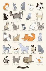 12 Most Popular Domestic Cat Breeds Chart