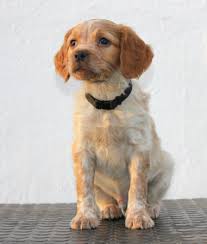 Image result for bretanský dlouhosrstý ohař