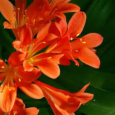 Image result for clivia