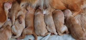 Pin On Puppy Love