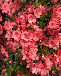 Our Azalea Is In Bloom Sopretty Flowers Spring Pink Pinkflowers Our Azalea Is In Bloom Sopretty Most Beautiful Flowers Beautiful Flowers Flowers
