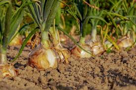 This plan describes the steps taken to make the business a success. Starting Onion Farming Business In South Africa Business Plan Pdf Word Excel Bizbolts