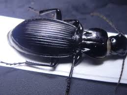 Image result for Neoboutonia