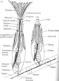 Image result for Lophiocarpaceae