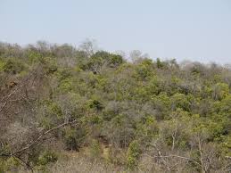 Image result for Monothecium