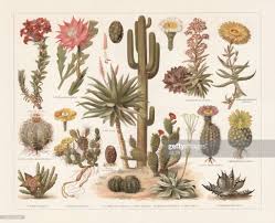 Stock Illustration Cacti Chromolithograph Published In 1897 Vintage Botanical Prints Cactus Print Vintage Botanical