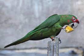 What Type Of Food Do Parrots Eat The Answer May Surprise You Bird Eden