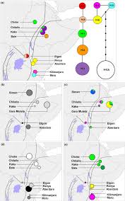 Image result for Erica kingaensis