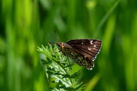 Image result for Heteropterus morpheus