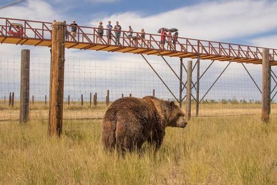 The Wild Animal Sanctuary | Colorado.com