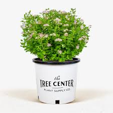 Image result for Spiraea japonica ´Little Princess