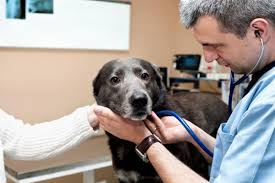 Resultado de imagen para imagenes de perros epilépticos