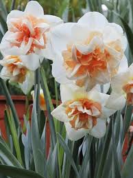 Delnashaugh Daffodil Planting Bulbs Spring Bulbs Daffodils
