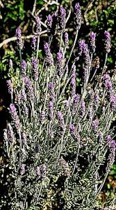 Image result for Achyrospermum carvalhoi