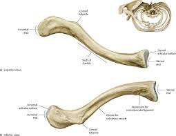 Images Human Muscle Anatomy Anatomy Human Body Anatomy