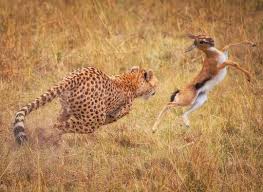 Pin By Pedro De Larosa On Cheetah Jungle Animals Pictures Animals Beautiful Pet Tiger