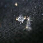 Image result for Eschenbachia stricta