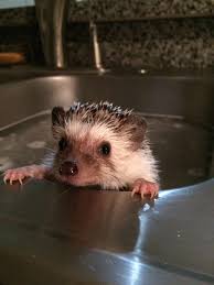 The cute hedgehog taking a bath with brush and duckrubber in flat vector style. Cute Hedgehog Bath Peepsburgh