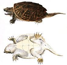 Common Snapping Turtle Wikipedia