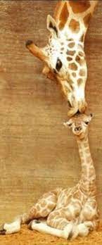 Mom Giraffe Kissing Her Baby Rare Animals Cute Animals Giraffe