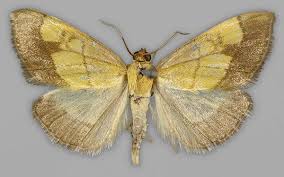 Image result for Evergestis limbata