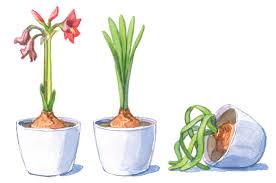 See more ideas about amaryllis, planting flowers, amaryllis flowers. How To Get Your Amaryllis To Bloom Twice A Year Garden Gate