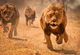 That's why we offer more models and styles of turnouts, boots, helmets and firefighter accessories than any other company in the industry — and we deliver more innovation in our ppe product lines than anyone else. Safari Animals The Story Of Lions And The Best Places To See Them Lonely Planet