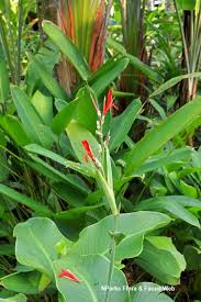 Image result for Cannaceae