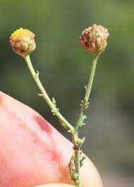 Image result for Pentzia incana