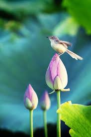 Nature Birds And Flowers Wallpaper Little Bird Hd Nature Wallpapers Lotus Flower Wallpaper Nature Wallpaper