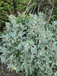 Image result for Phlomis fruticosa