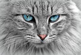 Alibaba.com offers 17,681 cat hair remover products. Cat Dematting Tool How Do I Get Rid Of Matted Fur On My Cat