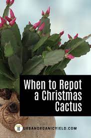 Steps On Repotting Christmas Cactus Plants Christmas Cactus Christmas Cactus Plant Cactus Care
