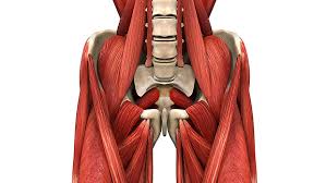 He has been a practicing rheumatologist for over 25 years. Tip Fix This Tiny Muscle And Lift Heavier T Nation