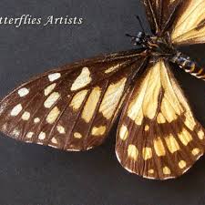 Image result for Disa brevicornis