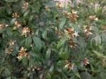 Image result for Landolphia ligustrifolia