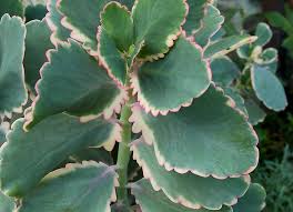 Image result for Kalanchoe fedtschenkoi