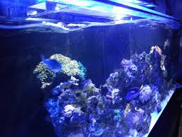 Best Aquarium Wave Maker Powerhead Pump Placement Circulation Aquarium Reef Tank Custom Aquarium
