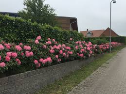 Image Result For Rhododendron Hedge Hedges Front Yard Garden
