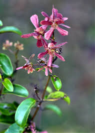 Image result for Thunbergia mildbraediana