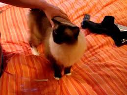 Plaque builds up and hardens (calcifies) after a few days then grab some pet toothpaste (do not use human toothpaste). How To Brush Cat Teeth Ragdoll Cat Gets His Teeth Brushed ãƒ©ã‚°ãƒ‰ãƒ¼ãƒ« Floppycats Youtube