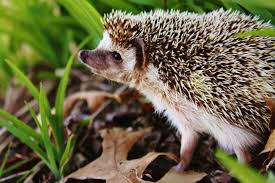 Check 'landak' translations into english. 13 Landak Hedgehog Ideas Hedgehog Cute Hedgehog Animals