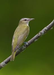 Red Birds Of East Texas Red Eyed Vireo Pet Birds Wild Birds Bird Life List