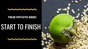You'll need to start by sprouting your seed potatoes. True Potato Seeds Tps Start To Finish Youtube