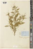 Image result for Micrococca mercurialis