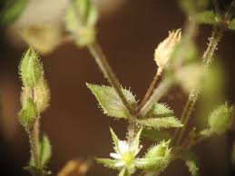 Image result for Cliffortia serpyllifolia