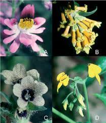 Solanaceae, the nightshade, or potato, family of flowering plants (order solanales), with 102 genera and nearly 2,500 species, many of considerable economic importance as food and drug plants. Examples Of Flower Shape Variation In The Solanaceae All Photos By S Download Scientific Diagram