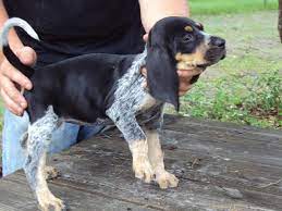 This Is Going To Be What Our Little Diesel Will Look Like When We Get Him More Tick Color Though Bluetick Coonhound Blue Tick Hound Puppy Hound Dog Puppies